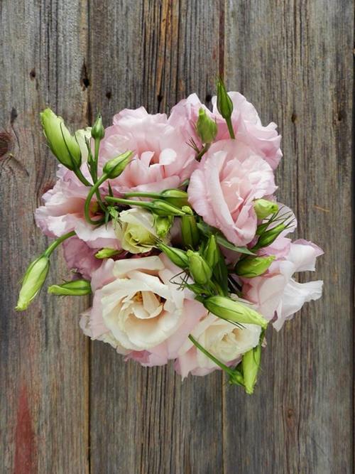 PINK LISIANTHUS